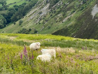 Fototapeta premium White Sheep Grazing in a Lush Green Mountain Meadow