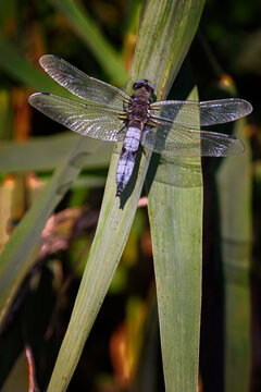 scarce chaser,libellula fulva,dragonfly resting