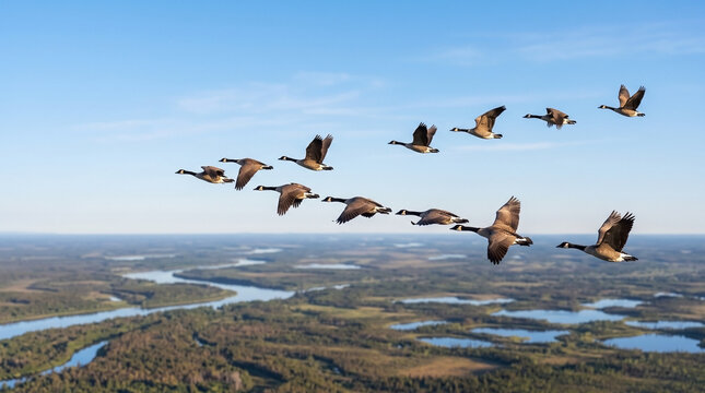 Wild Canada Geese Flying V-Formation Migration Pattern Over Vast Natural Landscape for Wildlife Conservation, Teamwork Concept, Journey and Leadership Themes