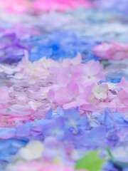 Obraz premium カラフルなお花。神社や寺院の手水社にある花手水。奥行きのある景色。梅雨から初夏の公園や花壇を彩るアジサイ。縦構図