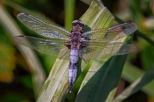 scarce chaser,libellula fulva,dragonfly resting