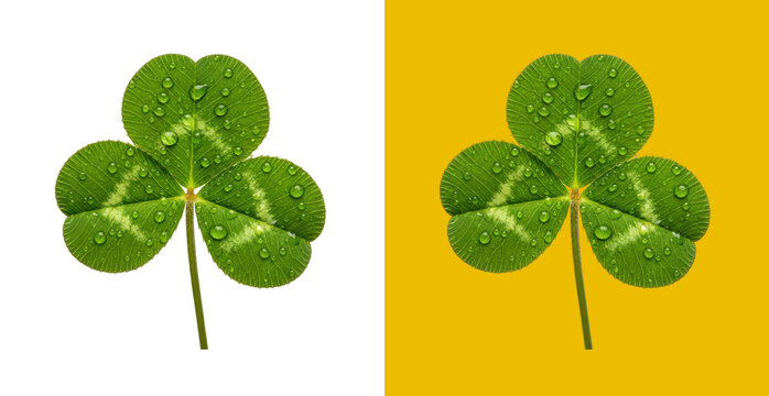 Fresh green three leaf clover plant symbol for Saint Patricks Day celebration and spring season nature design elements set