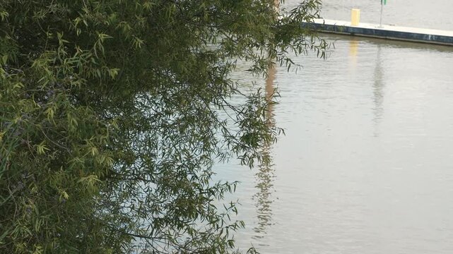Hanging tree branches above calm river water surface create a natural composition with reflections on the water surface and the atmosphere of a peaceful riverside landscape
