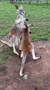 Two kangaroos fighting and boxing on grass in wildlife