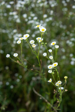 White fleabane wildflowers (Erigeron annuus) blooming in a summer meadow with a soft green background. Delicate daisy-like flowers in natural light.