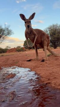 Wild kangaroo drinking water from stream
