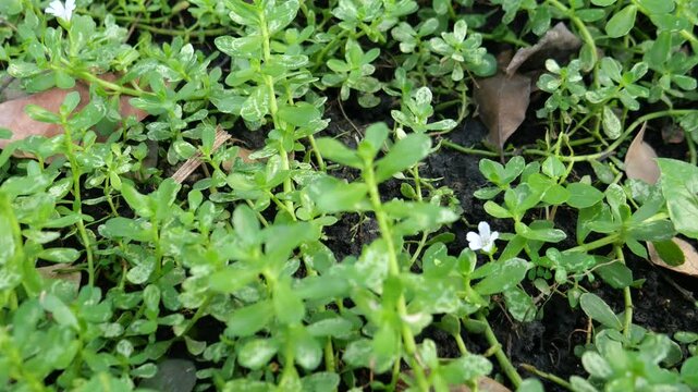 Bacopa Monnieri, Medicinal plant 