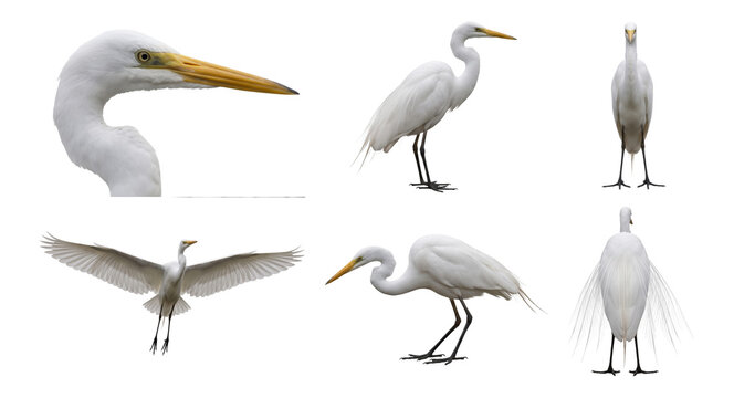 great egret (ardea alba) in six studio poses
