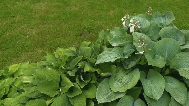 Dense hosta foliage with white flower spikes growing across lush garden lawn, broad textured green leaves forming layered ornamental ground cover under soft natural daylight in calm residential