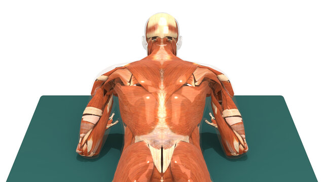 3D Muscular System Prone Forearm Back Extension Back View