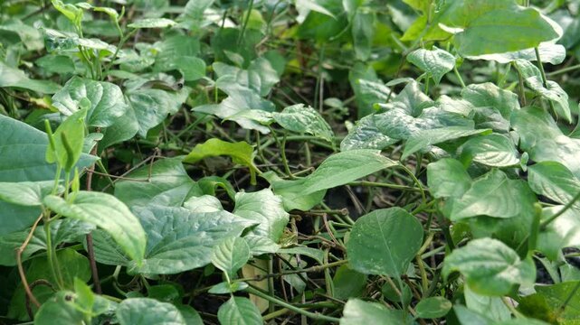 Piper Cubeba, Medicinal plant 