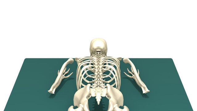 3D Skeletal System Prone Resting Position Spinal Extension Back View
