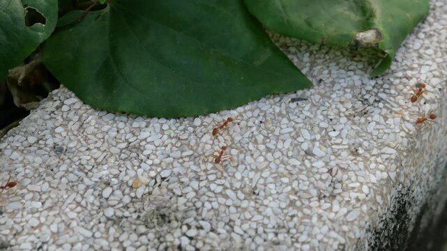 Red ants 