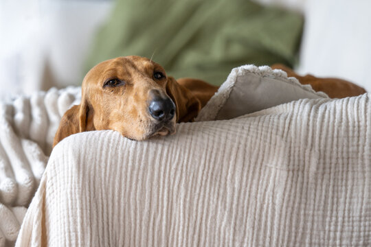 Dog - segugio italiano a pelo raso- chilling on a sofa