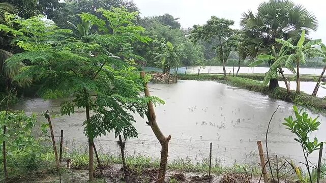 Tropical flooded rice field landscape, lush green vegetation around a rural pond, agricultural water management in a village countryside
