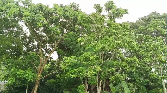 Lush green tropical trees swaying in the wind, dense forest canopy with vibrant foliage, natural outdoor landscape for environmental background