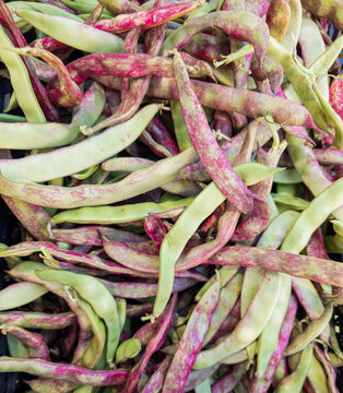 Close up view of raw colorful Borlotti beans in pods showing natural texture and patterns from different angles