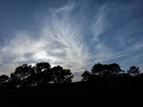 Silhouettes of pine trees stand against a colorful sunset sky with clouds in a quiet landscape