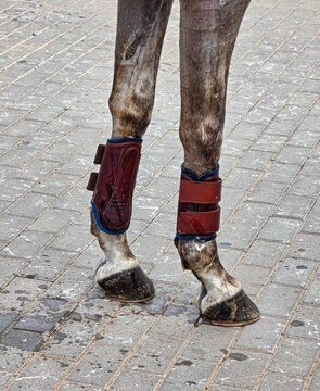 Close-up of a horse's front legs in brown leather protective boots with blue trim on cobblestone pavement