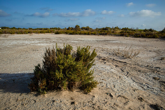 Halophyte green bush grows in salty soil of Santa Pola natural park landscape under blue sky