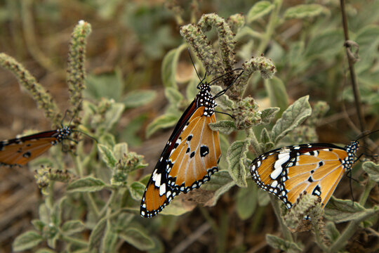 Three African Monarch butterflies on Heliotropium europaeum plant in natural setting