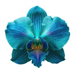 Fototapeta premium Vibrant blue orchid flower
