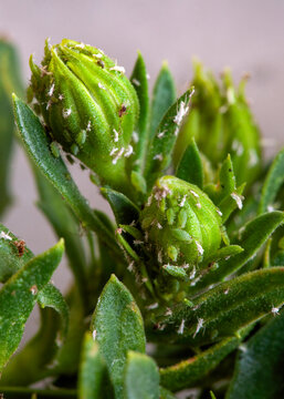 Green Aphid Infestation Covering Flower Buds