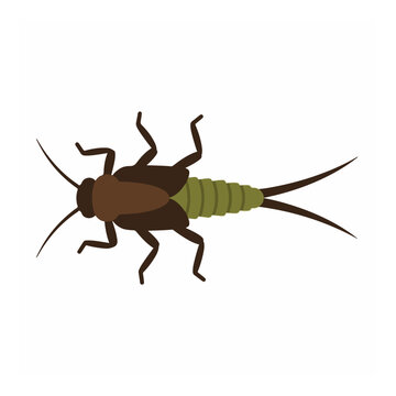 Stonefly nymph aquatic insect larva flat vector icon
