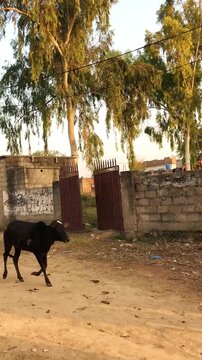 Cattle Walking Through a Rural Village in Islamabad, Pakistan