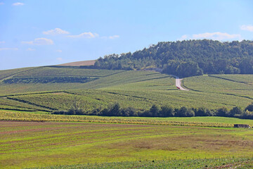 Fototapeta premium une colline de vignes avant la vendange