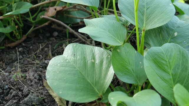 Beach Morning Glory or Ipomoea Pes-Caprae, Medicinal plant