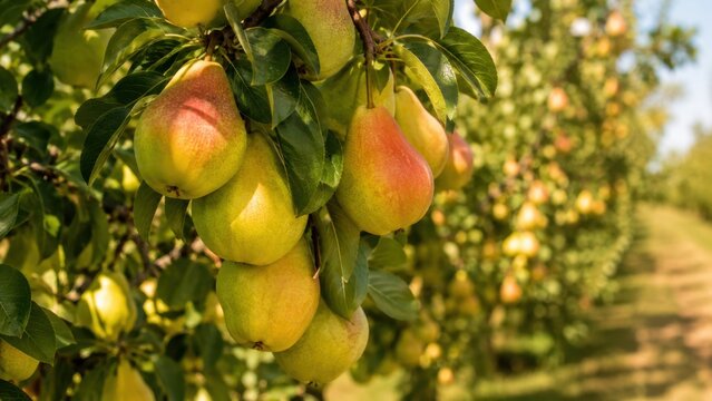 Ripe pears growing on orchard trees in golden sunlight during harvest season with natural countryside