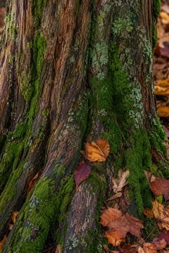 Close up of moss covered tree trunk with textured bark and fallen autumn leaves in forest
