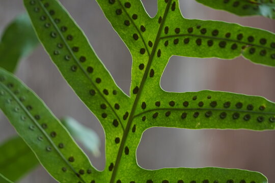 detailed backlit macro photograph highlighting the underside of a green fern frond, displaying neatly arranged brown spore cases (sori). The translucent green leaf structure showcases botanical patter