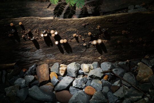 intriguing macro shot depicting small cup-shaped Bird's Nest Fungi (Nidulariaceae) growing along a weathered wooden log above a bed of gray gravel stones. The beam of sunlight reveals unique spore str