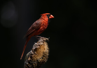 Fototapeta premium red cardinal on sunflower