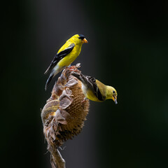 Fototapeta premium male and female goldfinches on sunflower