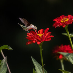 Fototapeta premium hummingbird on red flower