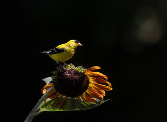 Fototapeta premium goldfinch on sunflower