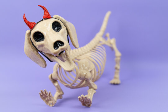 A plastic dog skeleton prop wearing glittery red devil horns stands with open jaw on a purple backdrop, a spooky Halloween decoration for festive advertising.