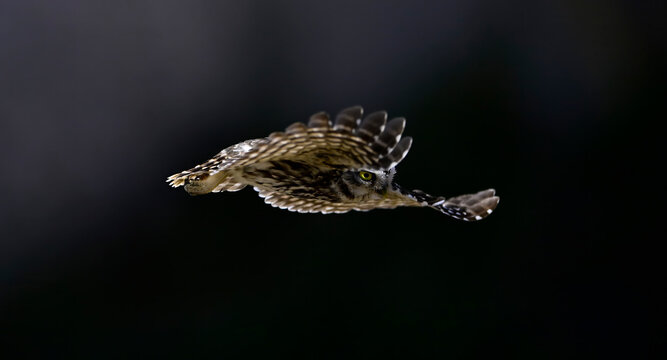 Steinkauz im Flug // Little owl in flight (Athene noctua) - Extremadura, Spanien