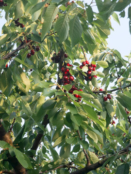 Ripe sweet cherries on a tree branch