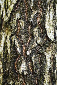 Natural tree bark pattern creating a minimal rustic background