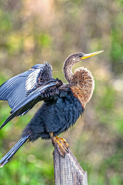 anhinga Anhinga anhinga, Herson in closeup on island of Bonaire