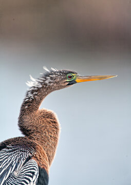 anhinga Anhinga anhinga, Herson in closeup on island of Bonaire