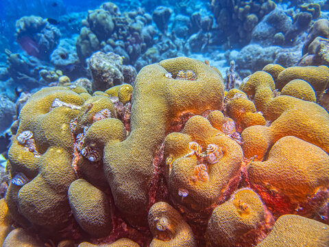 Caribbean coral garden, underwater Bonaire