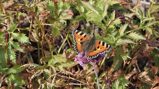 Small tortoiseshell butterfly (Aglais urticae) feeding on flowers for a nature and wildlife  documentary, butterflies stock video footage clip