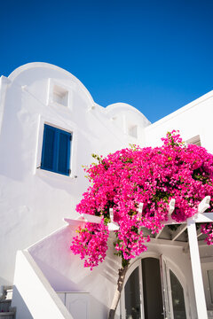 Santorini island, Greece. White architecture and blooming pink flowers against the blue sky at sunny day.