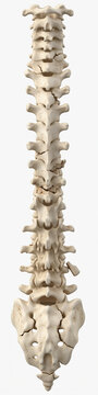 Human spinal column and pelvis anatomy isolated on white background