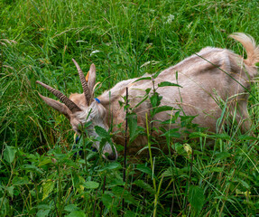 A light-colored domestic goat Capra aegagrus hircus grazes among tall meadow grass and common stinging nettle Urtica dioica. Natural livestock feeding behavior, rural animal husbandry, sustainable gra © Volha